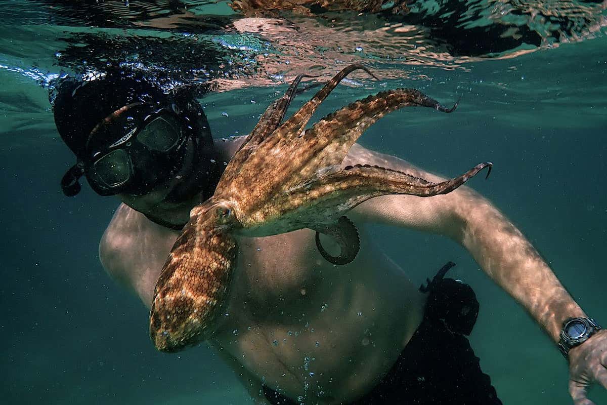 🇺🇸 My Octopus Teacher (2020)
